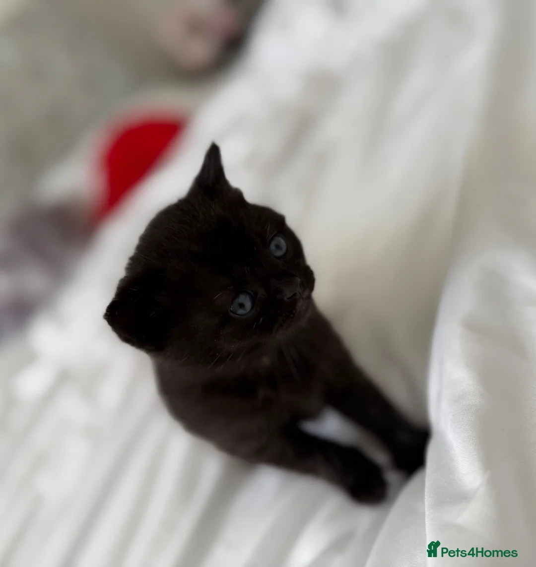 British Shorthair cats for sale: British Shorthair kittens  in Trowbridge - Advert 12