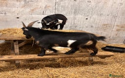 Goats livestock for sale: 2 x Male Pygmy Goats  - Image 11