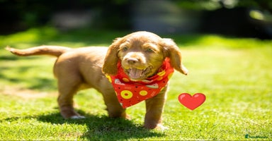 Cocker Spaniel dogs - Advert 16