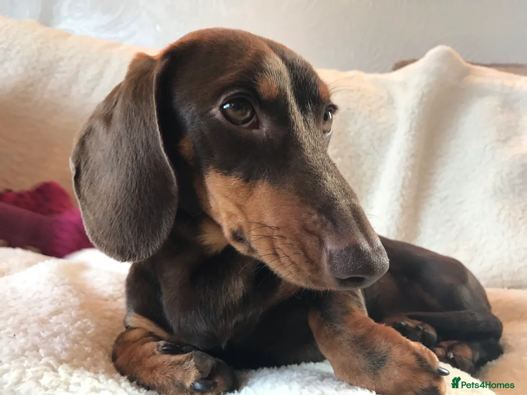 Miniature Dachshund dogs for stud: Well proven, KC, PRA clear Miniature Dachshund in Hinckley - Advert 5