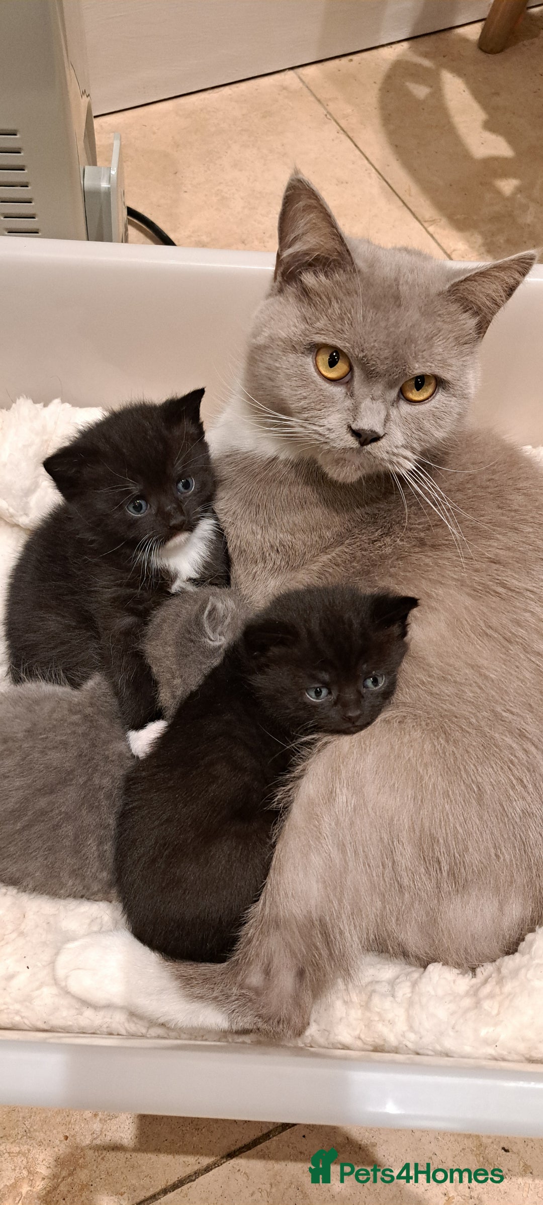 British Shorthair cats for sale: British Shorthair X Kittens  - Advert 2