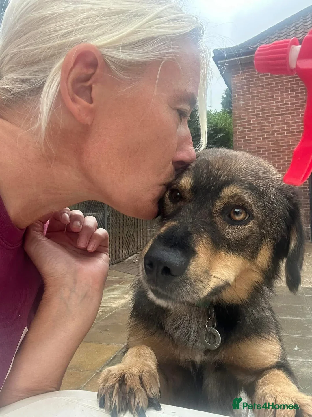 Mixed Breed dogs for adoption: Hovis - Norwich Norfolk  in Norwich - Advert 18