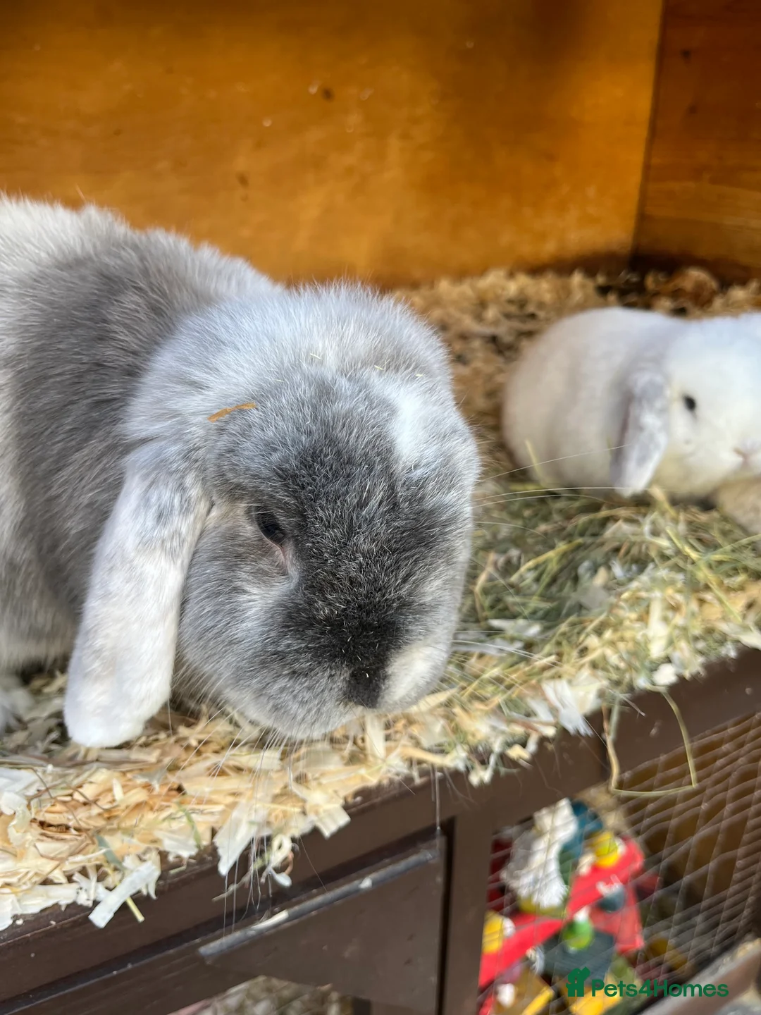 Mini Lop rabbits for sale: Stunning litter of mini lop babies  - Advert 13