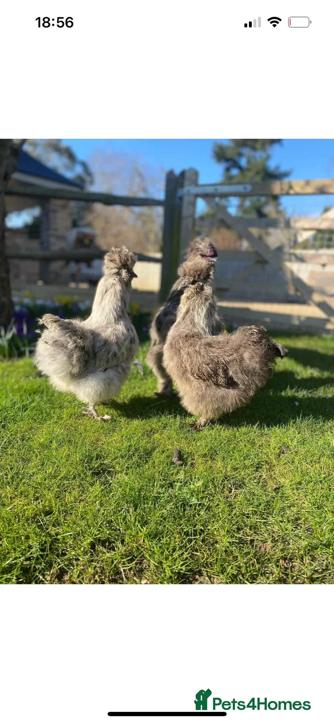 Chickens poultry for sale: Day old unsexed silkies for sale  - Advert 5