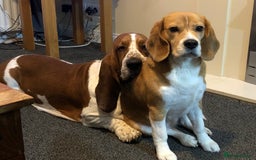 Basset Hound dogs for stud: Finnish import dog offered for stud - Image 4