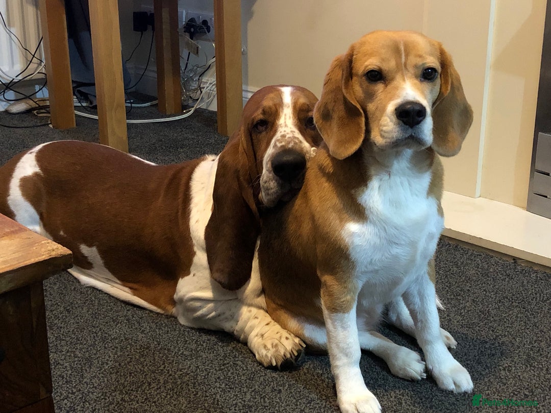 Basset Hound dogs for stud: Finnish import dog offered for stud - Image 4