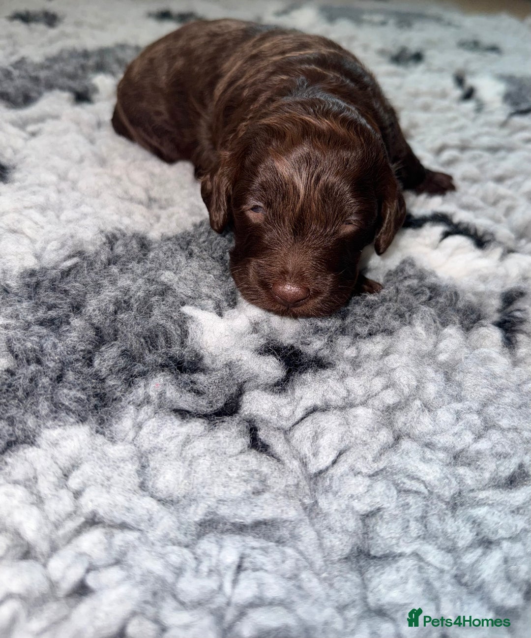 Cockapoo dogs for sale: 🐾 Beautiful F1B Cockapoos –Health Tested Parents  - Image 10