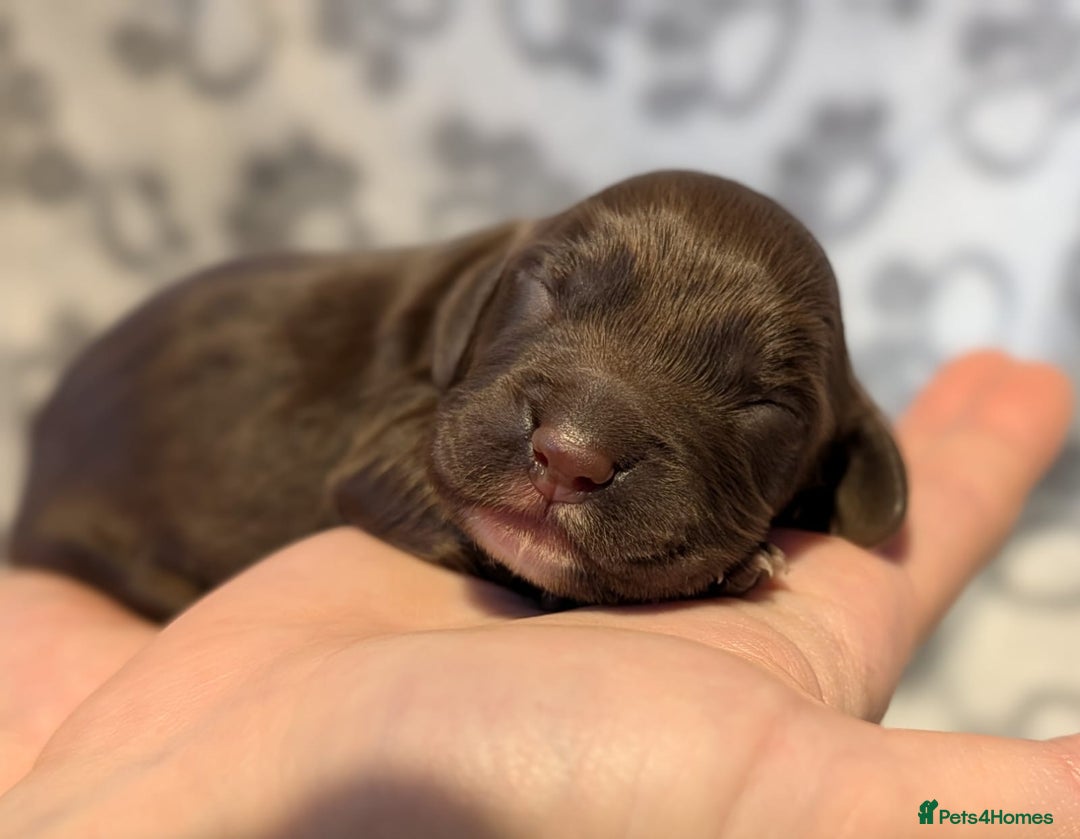 Cocker Spaniel dogs for sale: 🐾 KC Reg - Working Cocker spaniel DNA Tested 🧬 - Image 1