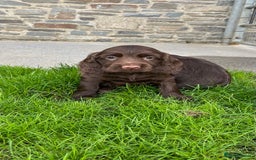 Sprocker dogs for sale: HEALTH TESTED cocker/springer spaniel puppies   - Image 2