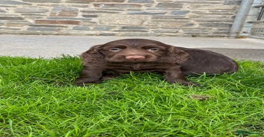Sprocker dogs - Advert 12