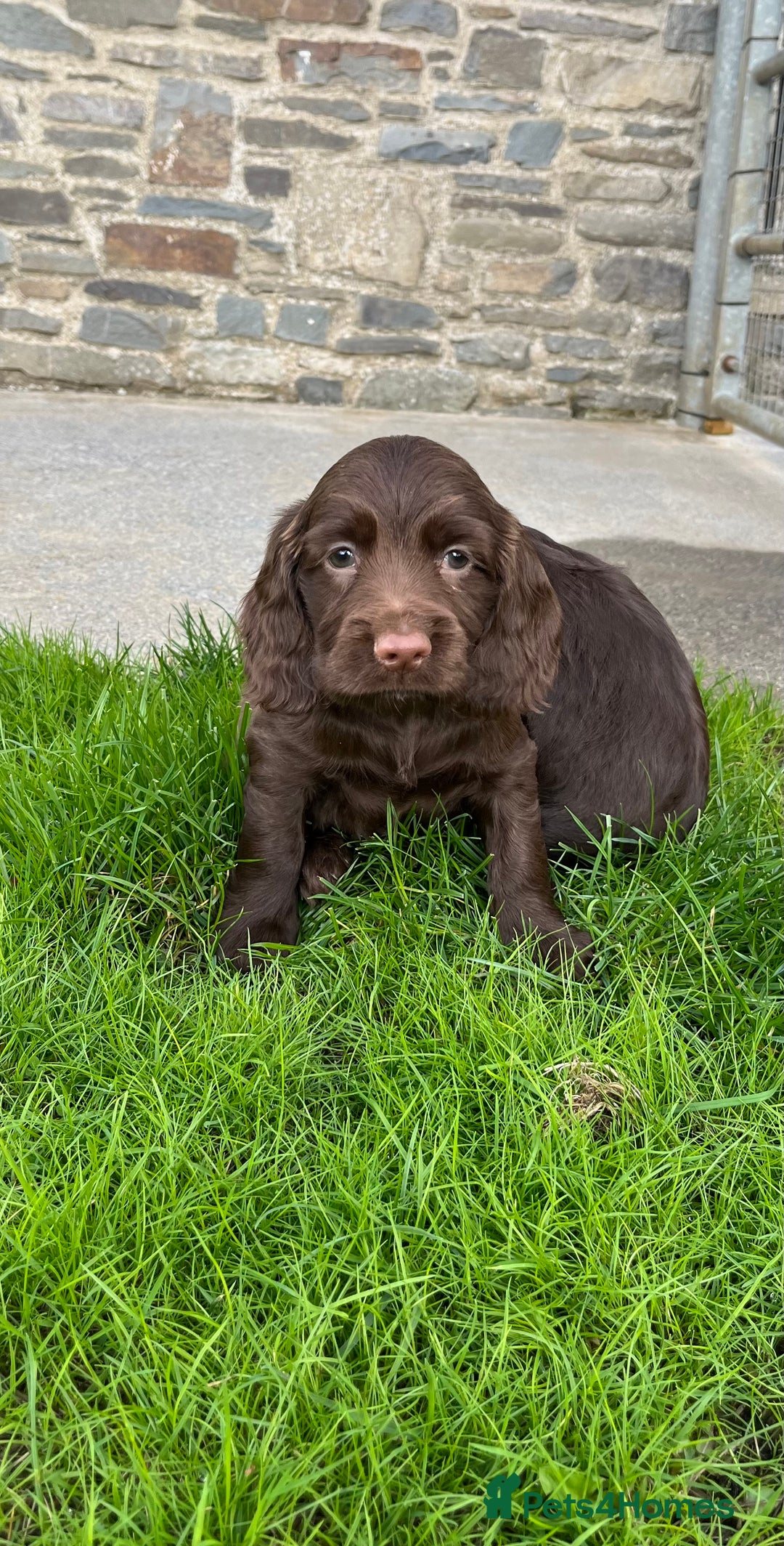 Sprocker dogs for sale: HEALTH TESTED cocker/springer spaniel puppies   - Image 2