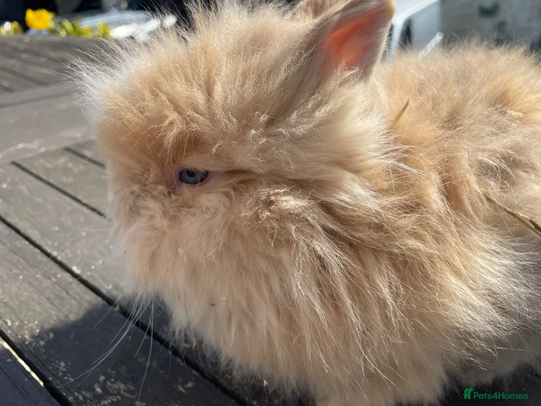 Lionhead rabbits for sale: Beautiful baby lionhead rabbits - Advert 2