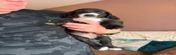 Sprocker dogs for sale: Gorgeous sprocker pups - Advert 9