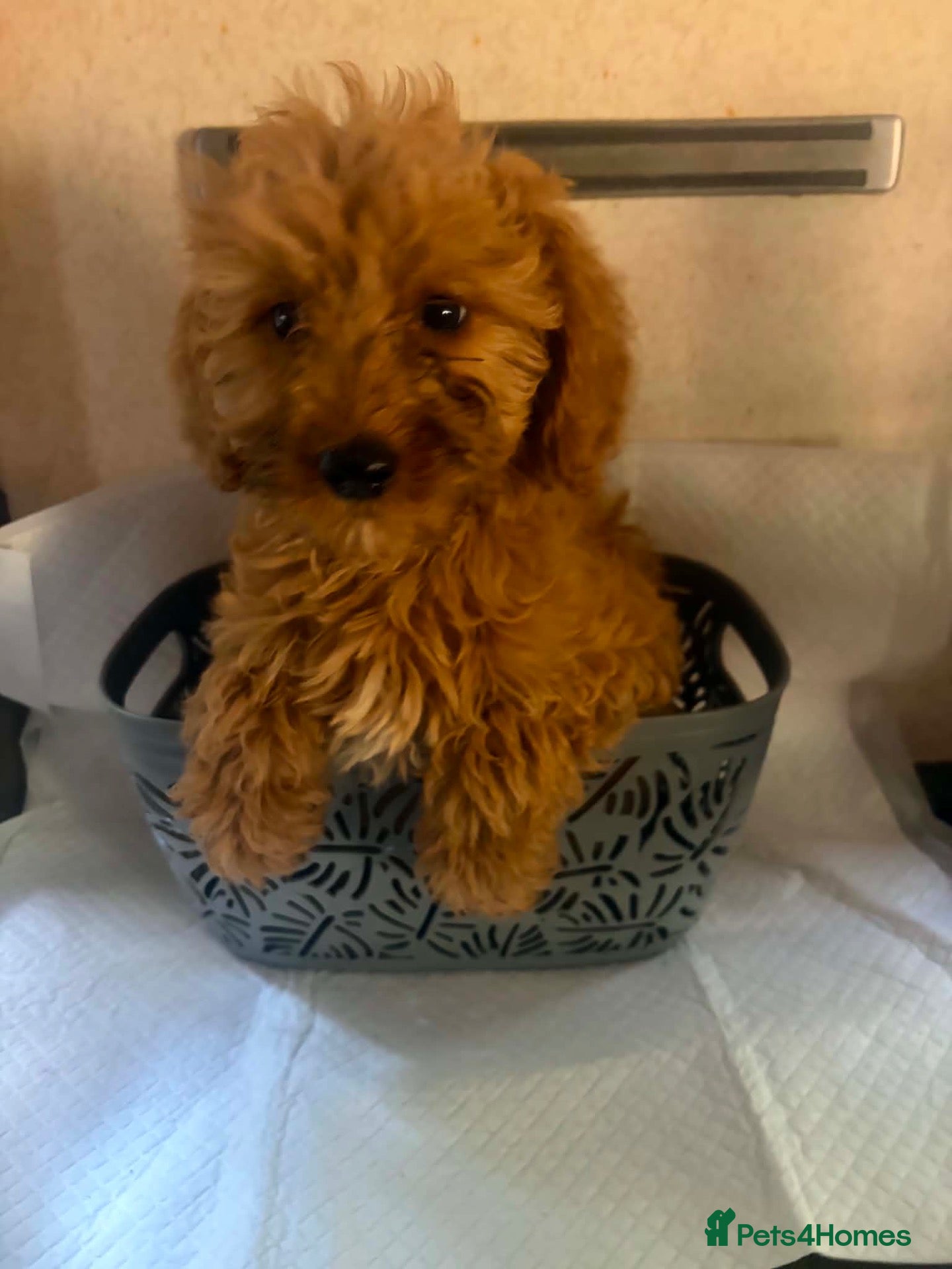 Mini Goldendoodle dogs for sale: Two goldendoodle pups available  - Advert 2