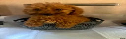 Mini Goldendoodle dogs for sale: Two goldendoodle pups available  - Advert 2