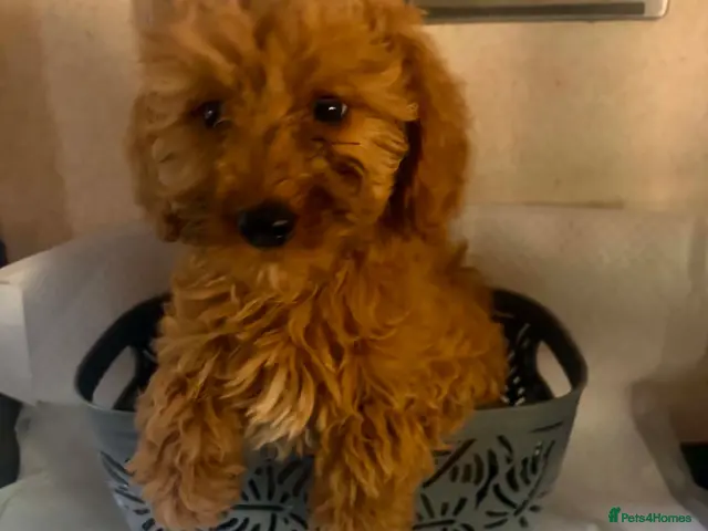 Mini Goldendoodle dogs for sale: Two goldendoodle pups available - Advert 2