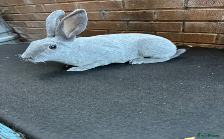 Rex rabbits for sale - Advert 1