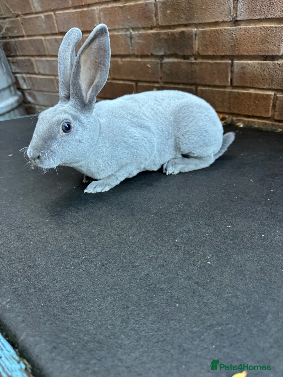 Rex rabbits for sale: Baby Female Rex Rabbit  - Image 1