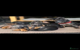 Dachshund dogs for sale: Beautiful puppies - Image 23