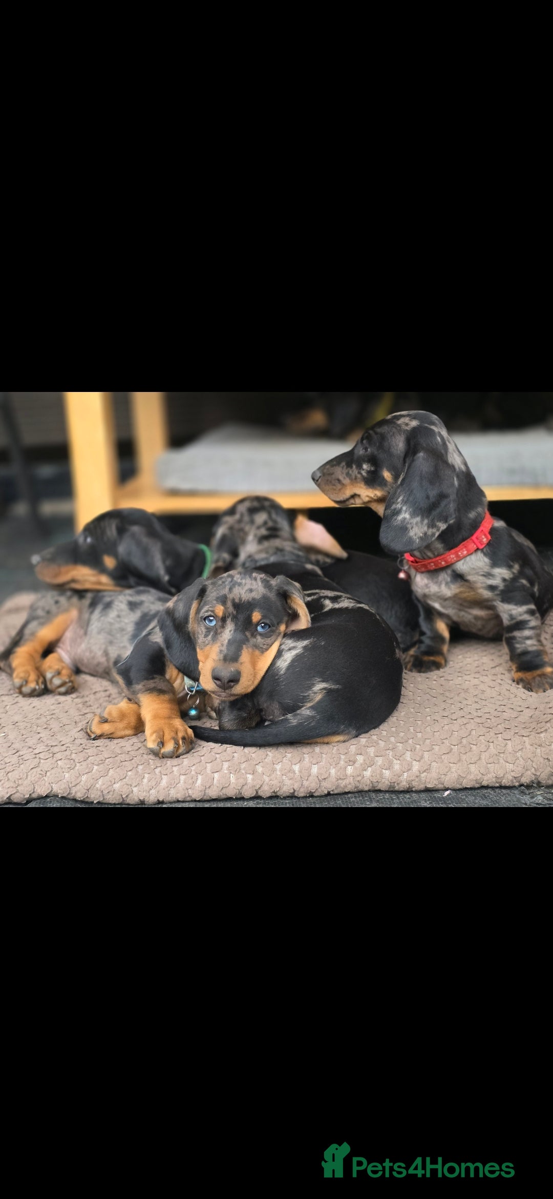 Dachshund dogs for sale: Beautiful puppies - Image 23