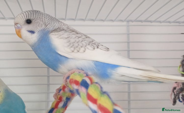 Budgerigars birds - Advert 9