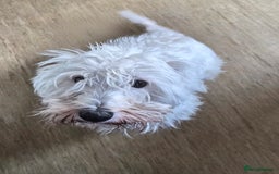 West Highland Terrier dogs for sale: Westie for sale £750 no offers. - Image 1