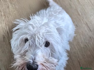 West Highland Terrier dogs for sale - Advert 1