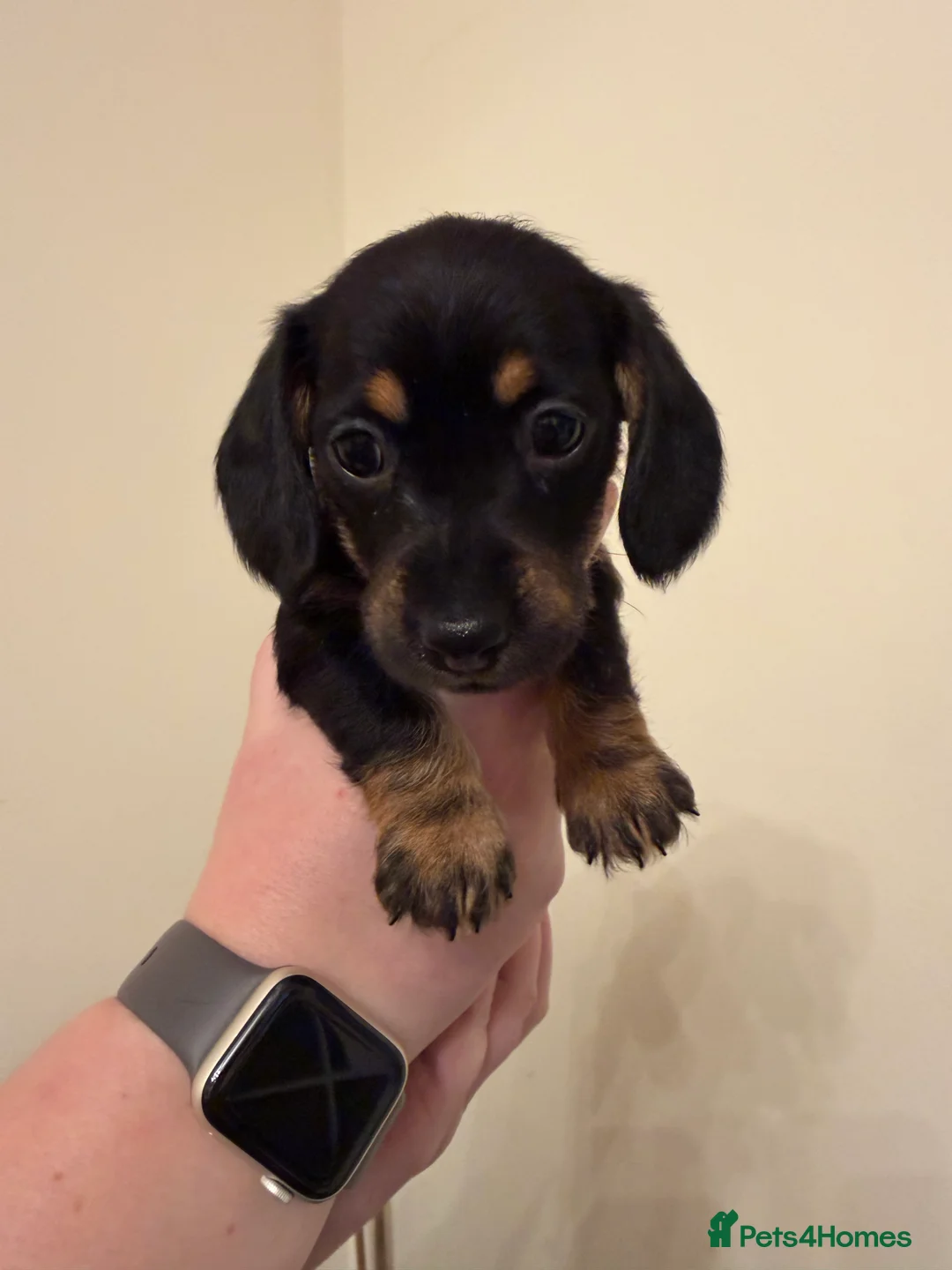 Miniature Dachshund dogs for sale: Miniature Dachshunds  - Advert 5