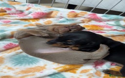 Miniature Dachshund dogs for sale: 2 miniature dachshunds - Image 11