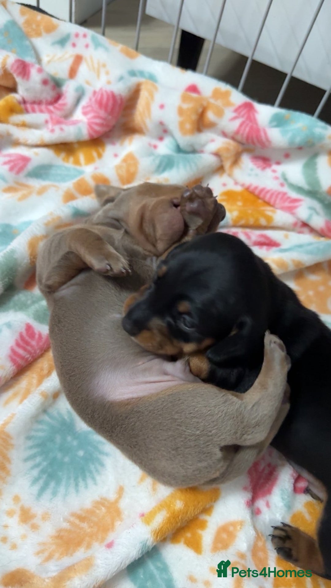 Miniature Dachshund dogs for sale: 2 miniature dachshunds - Image 11