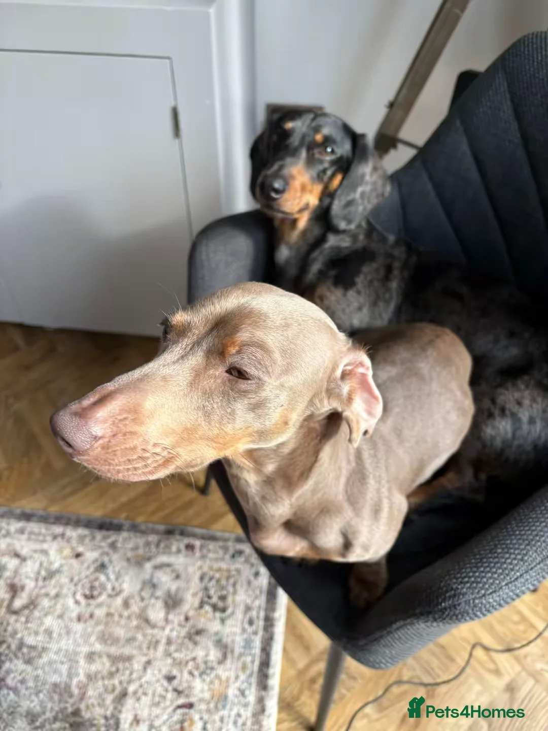 Dachshund dogs for sale: Beautiful 3 year old miniature dachshund  - Advert 4