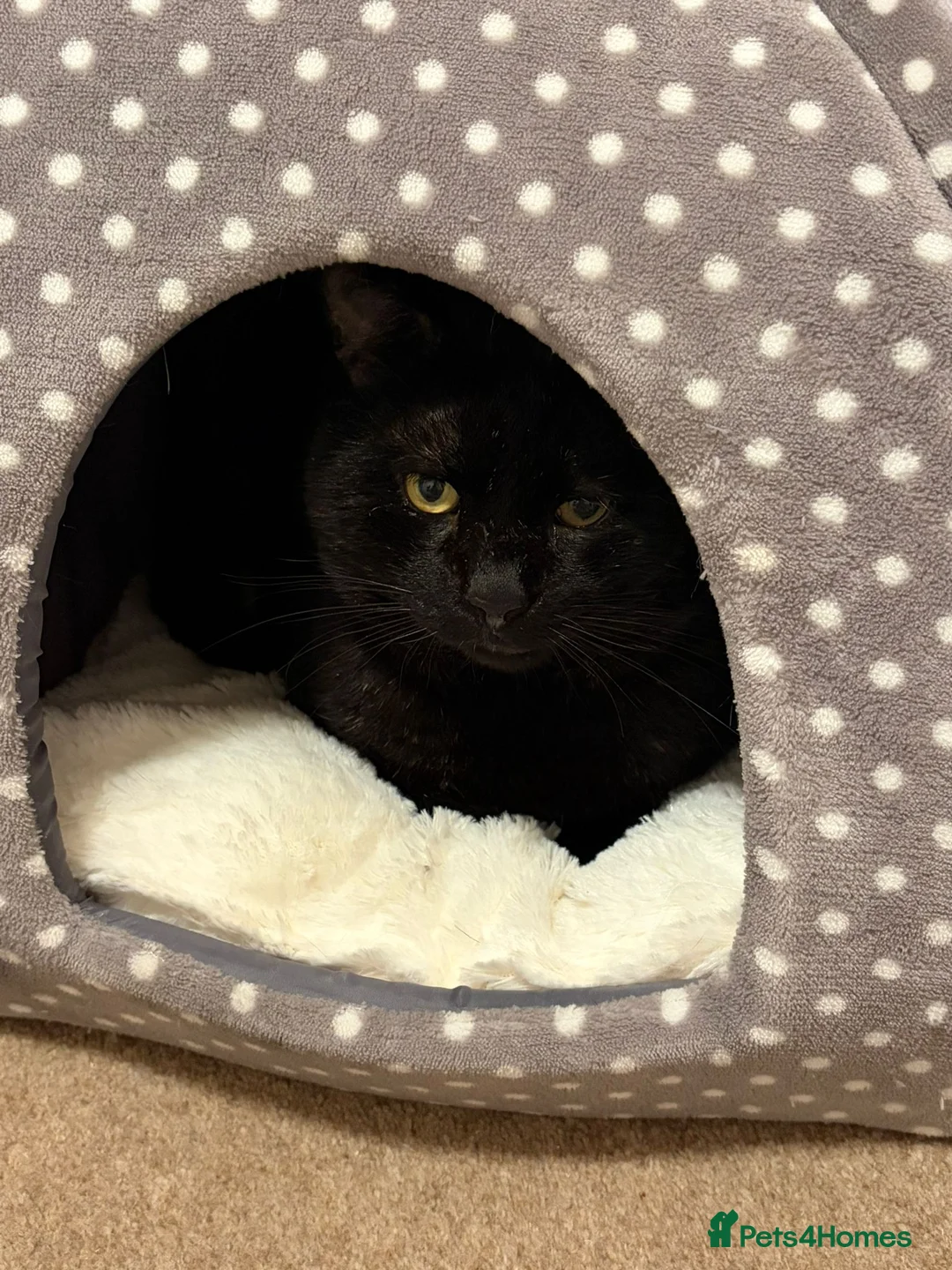 Domestic Shorthair cats for adoption: Simon, indoor home with large catio or cat garden in Reading - Advert 2