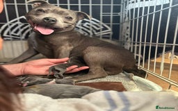 Staffordshire Bull Terrier dogs for sale: 3 boy blue staffs - Image 10