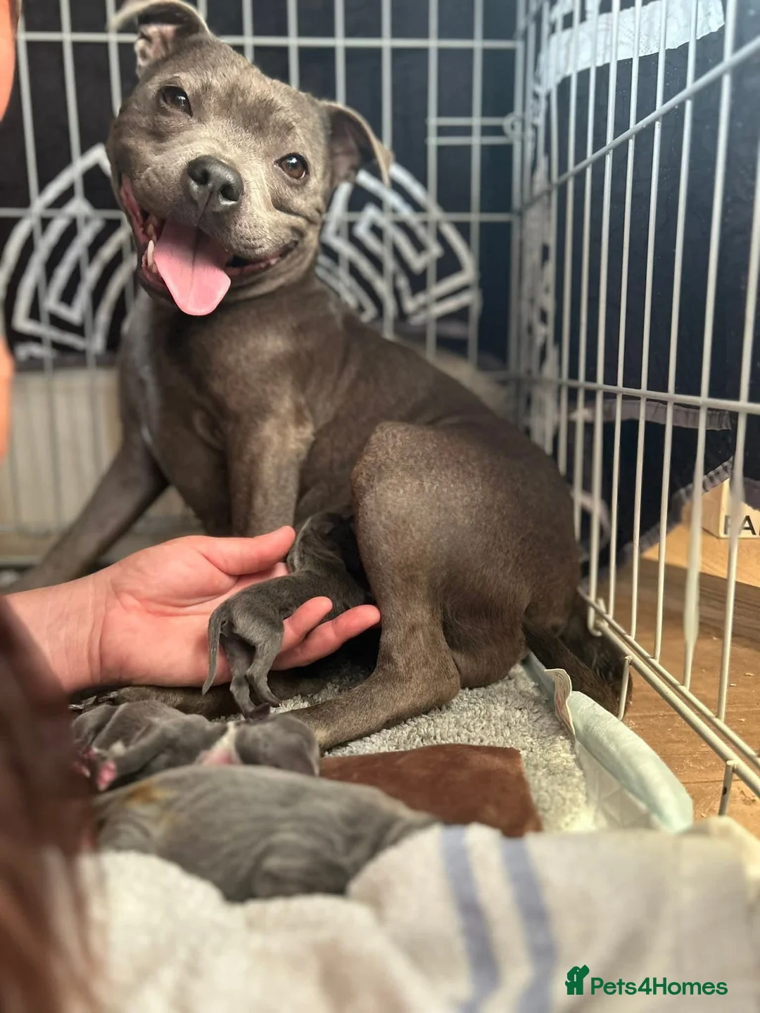 Staffordshire Bull Terrier dogs for sale: 3 boy blue staffs * 1 left reduced price* - Advert 10