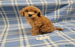 Mixed Breed dogs for sale: Ziggy pedigree cockapoo 7wkse - Image 2