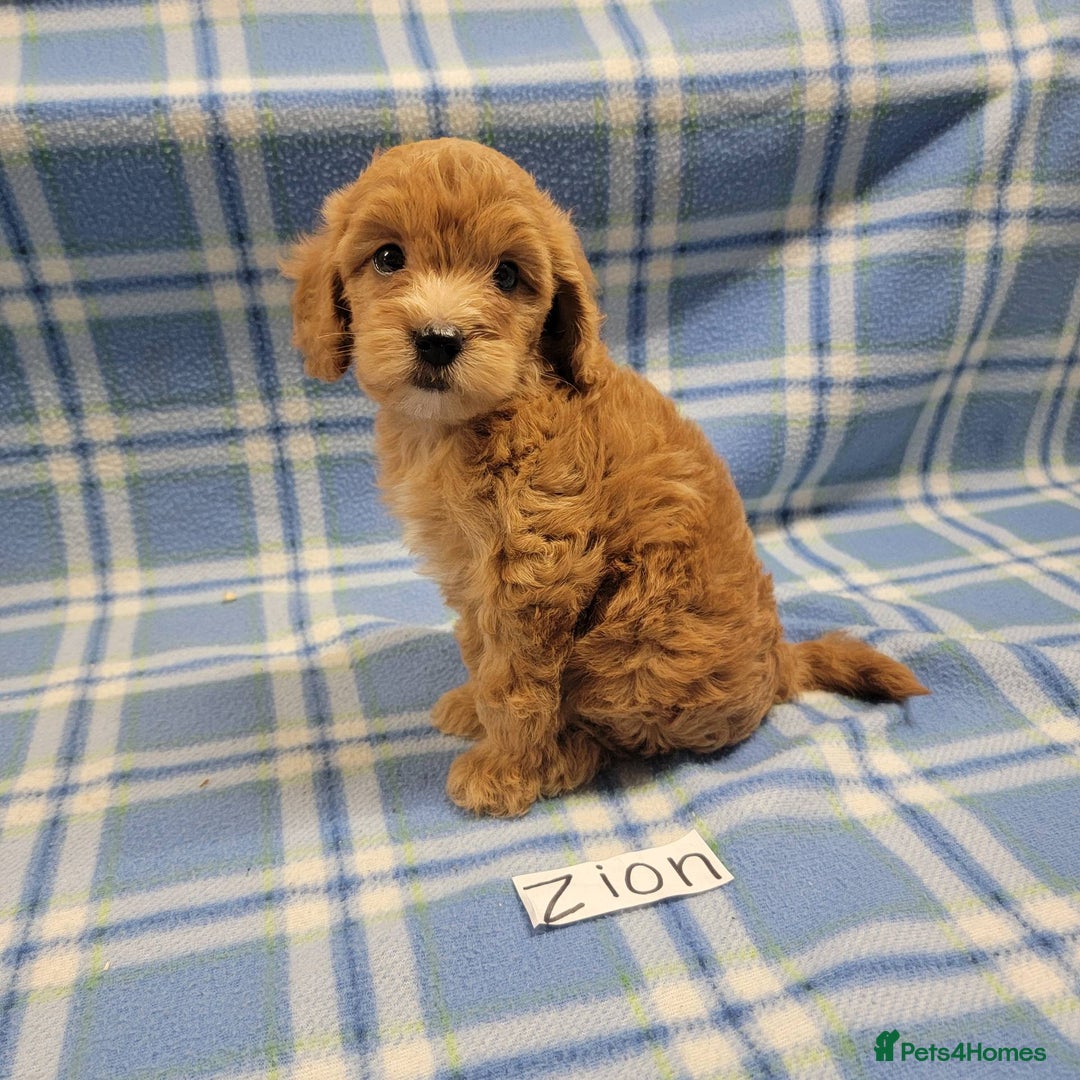 Mixed Breed dogs for sale: Ziggy pedigree cockapoo 7wkse - Image 2