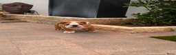 English Bulldog dogs for sale: Stunning Red & White Boy - Advert 4