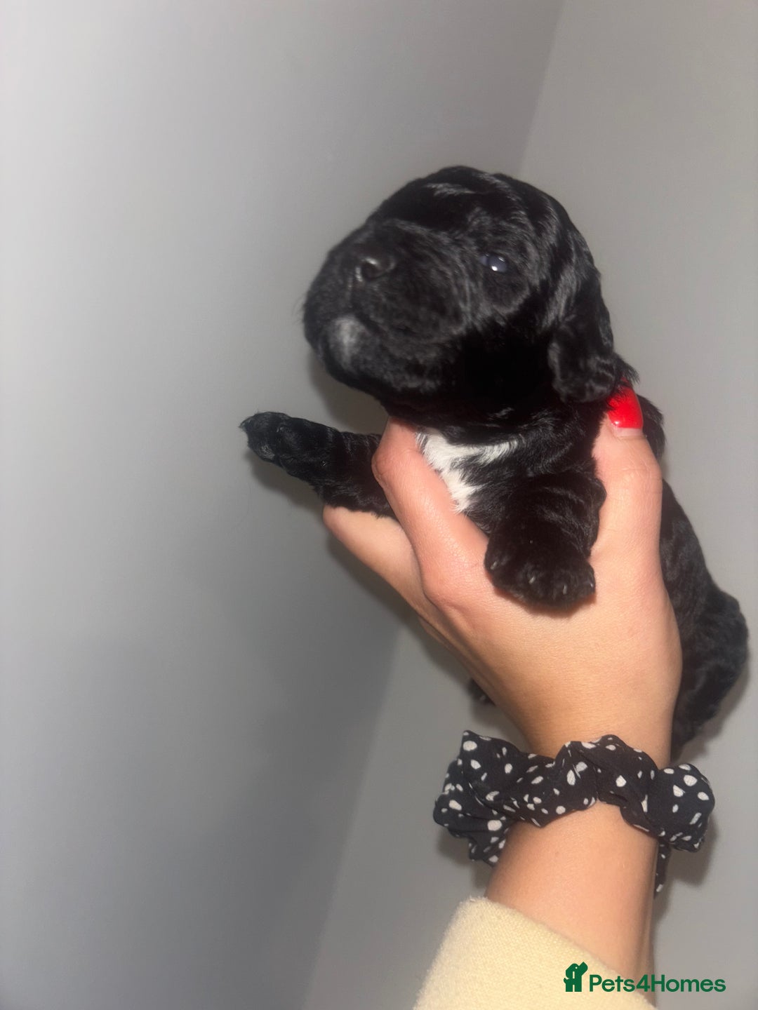 Cockapoo dogs for sale: Cockapoos puppies for sale *ready 19th feb* - Advert 12