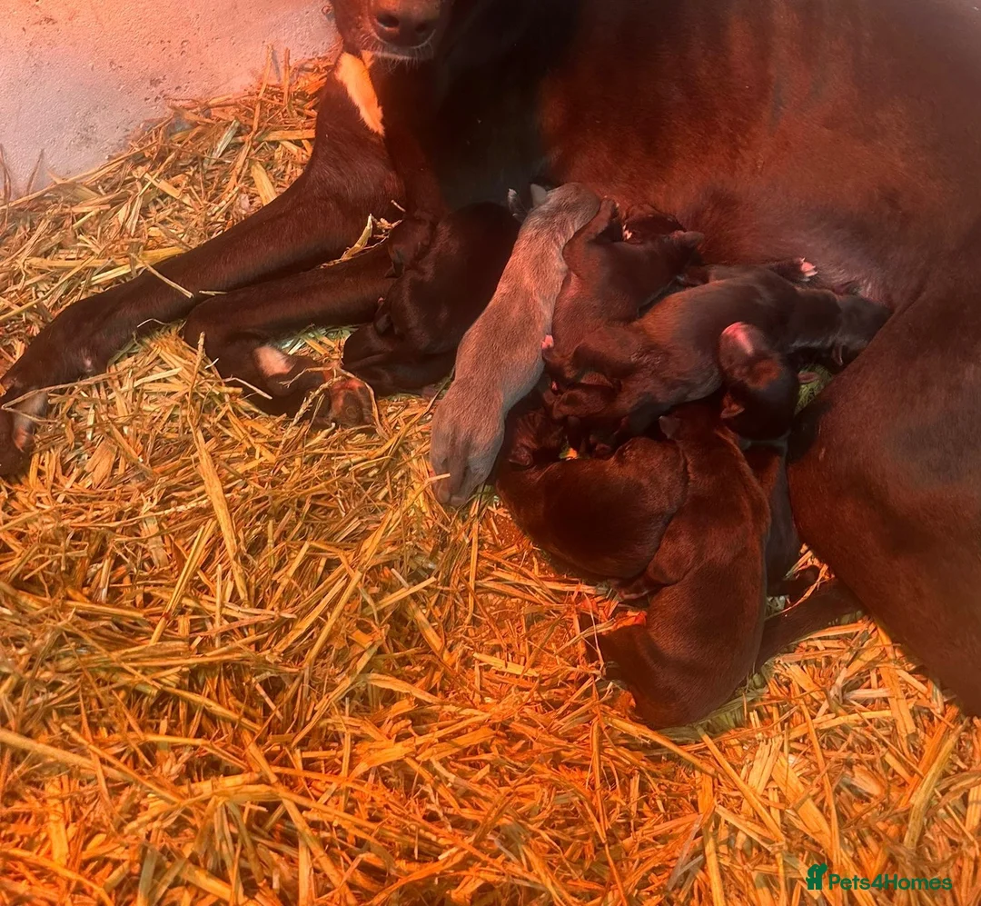 Lurcher dogs for sale: Stunning Lurcher puppies  - Advert 7