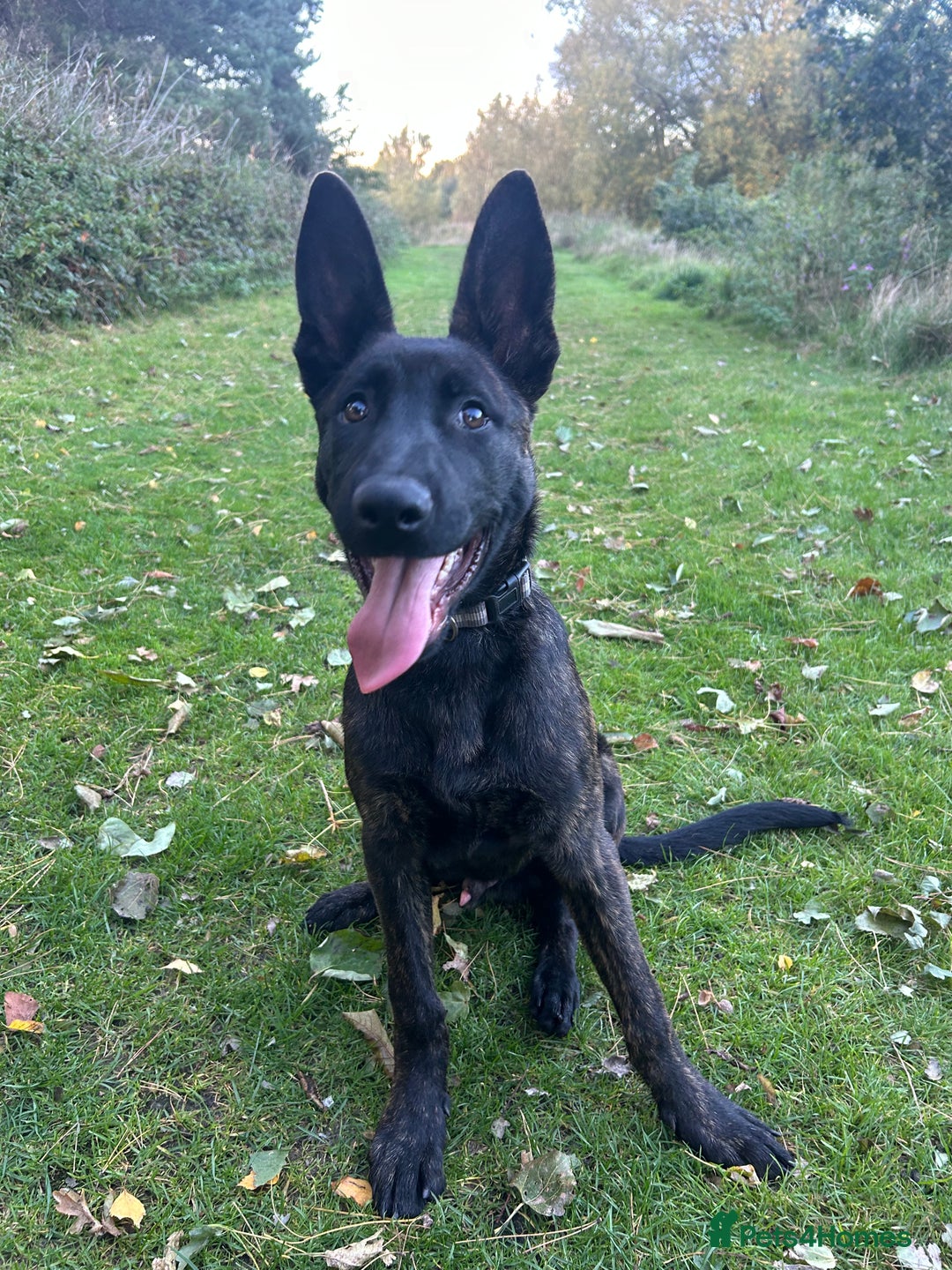 Belgian Shepherd Dog dogs for sale: DUTCH Shepherd puppies - Image 5