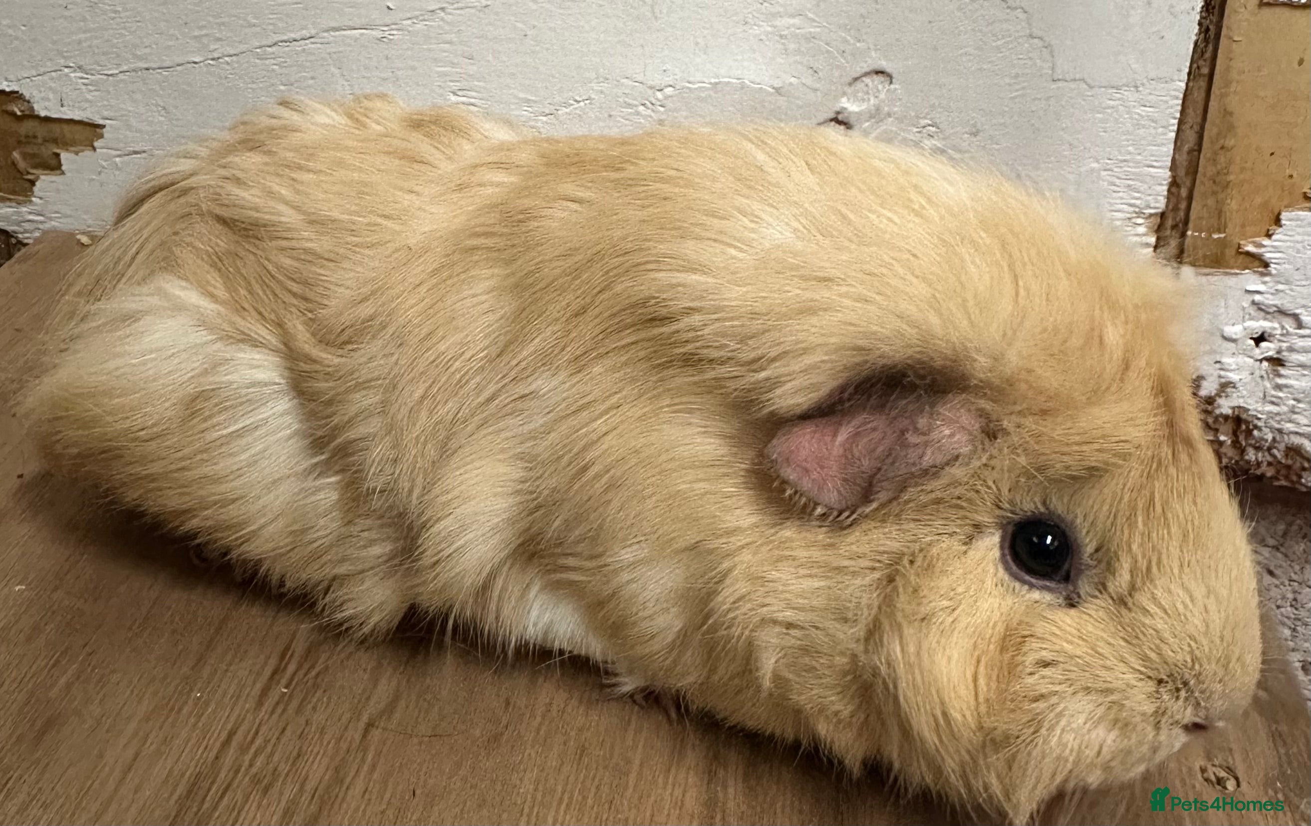 Guinea Pig rodents Three beautiful girls and one boar available  - Advert 13