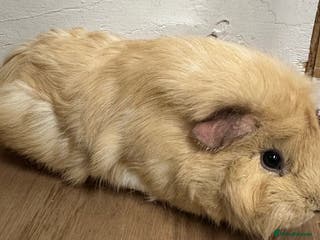 Guinea Pig rodents Three beautiful girls and one boar available - Advert 13