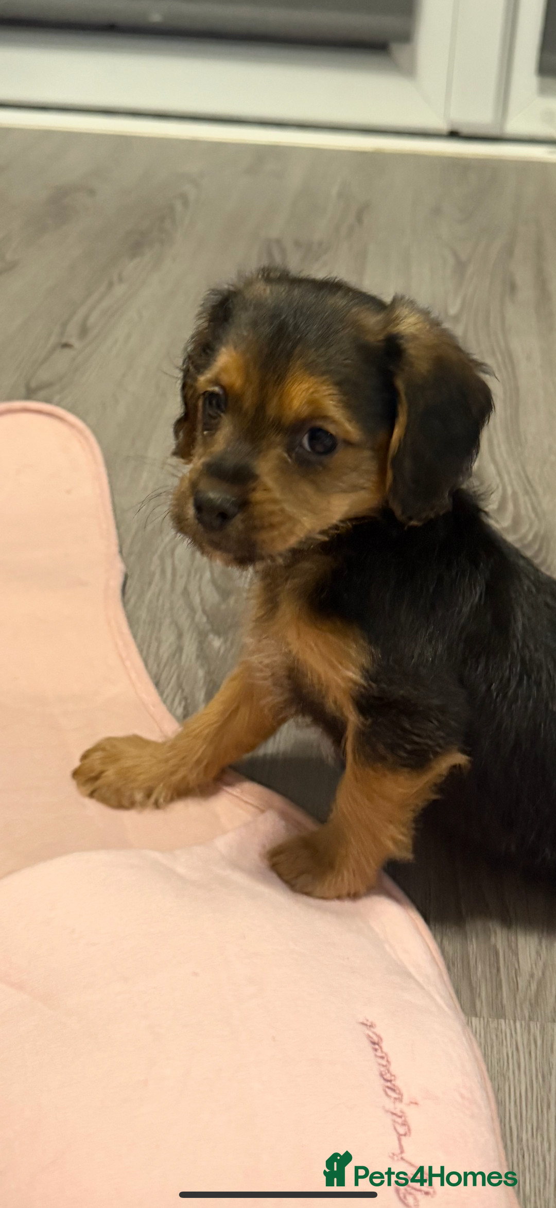 Mixed Breed dogs for sale: Beautiful shihpoo puppies - Advert 6