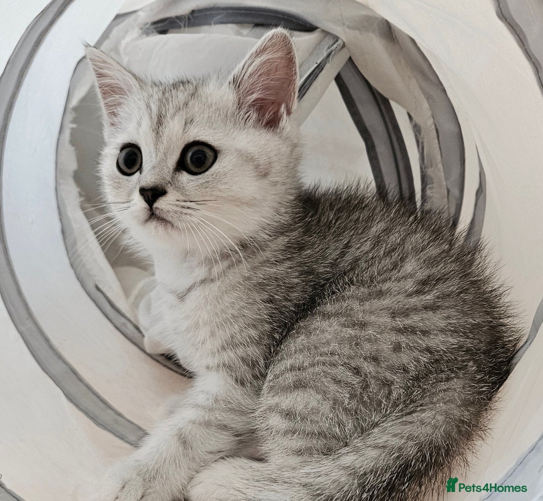 British Shorthair cats for sale: BRITISH SHORTHAIR CHAMPION BLOODLINE - Image 8