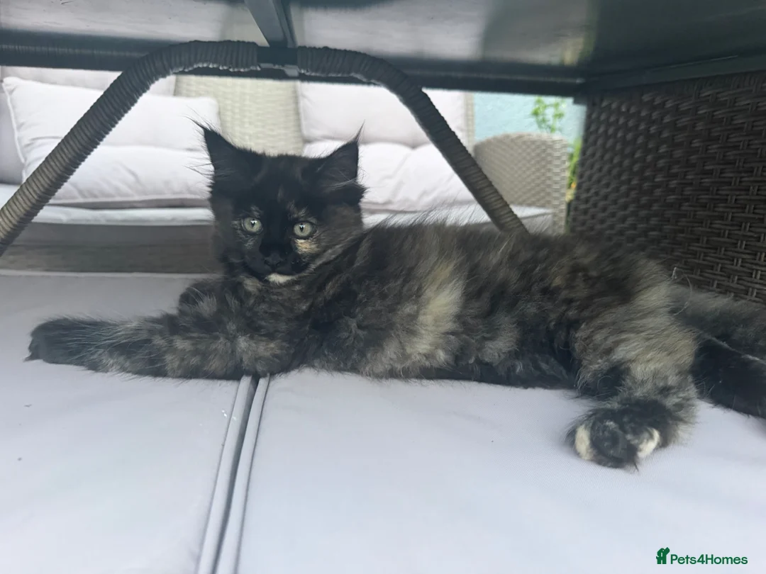 Ragcoon cats for sale: RAGCOON STUNNING 5star kittens  😻 - Advert 2