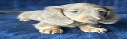 Miniature Dachshund dogs for sale: Isabella long haired boy available  - Advert 9