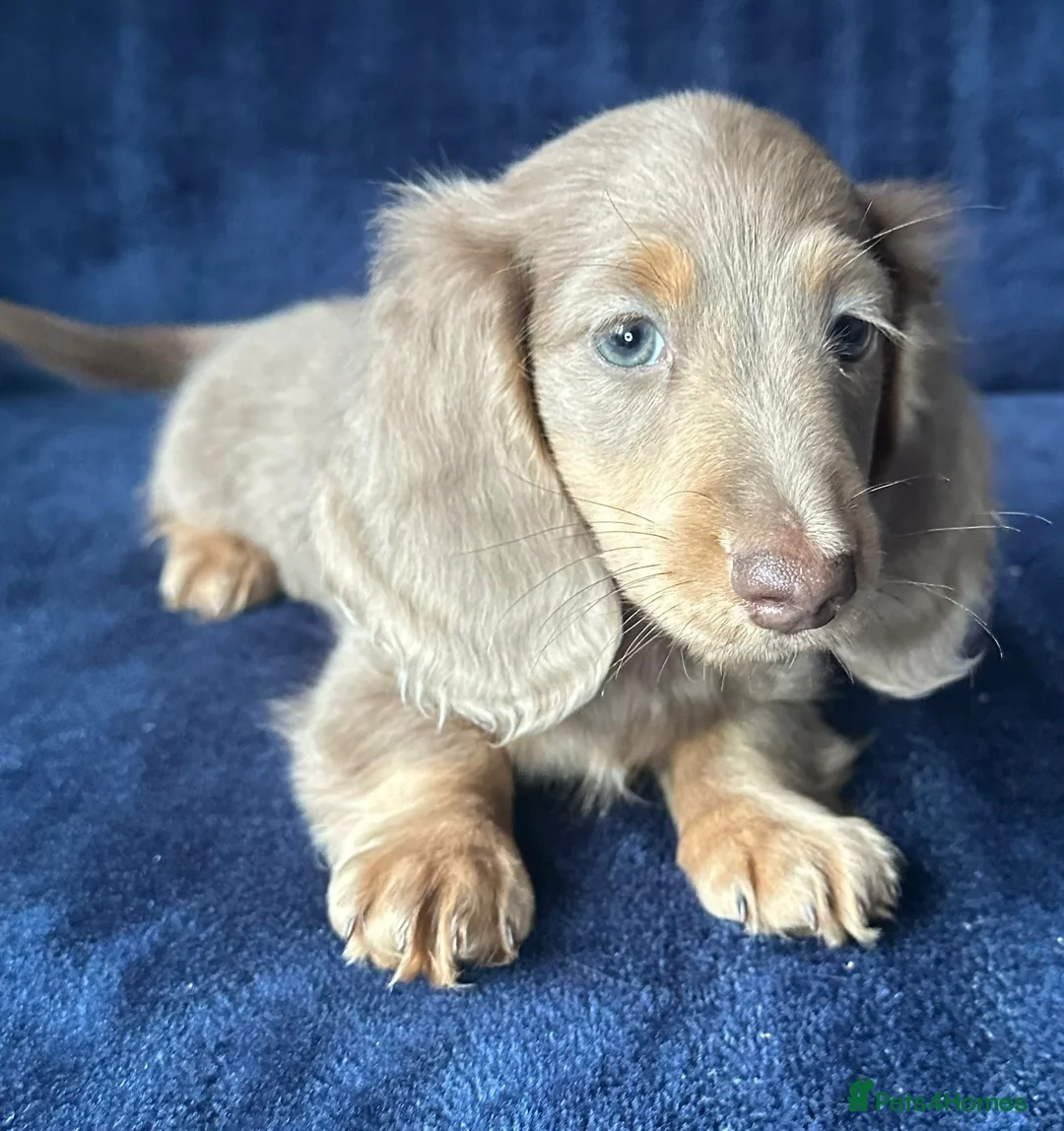 Miniature Dachshund dogs for sale: Isabella long haired boy available  - Advert 9