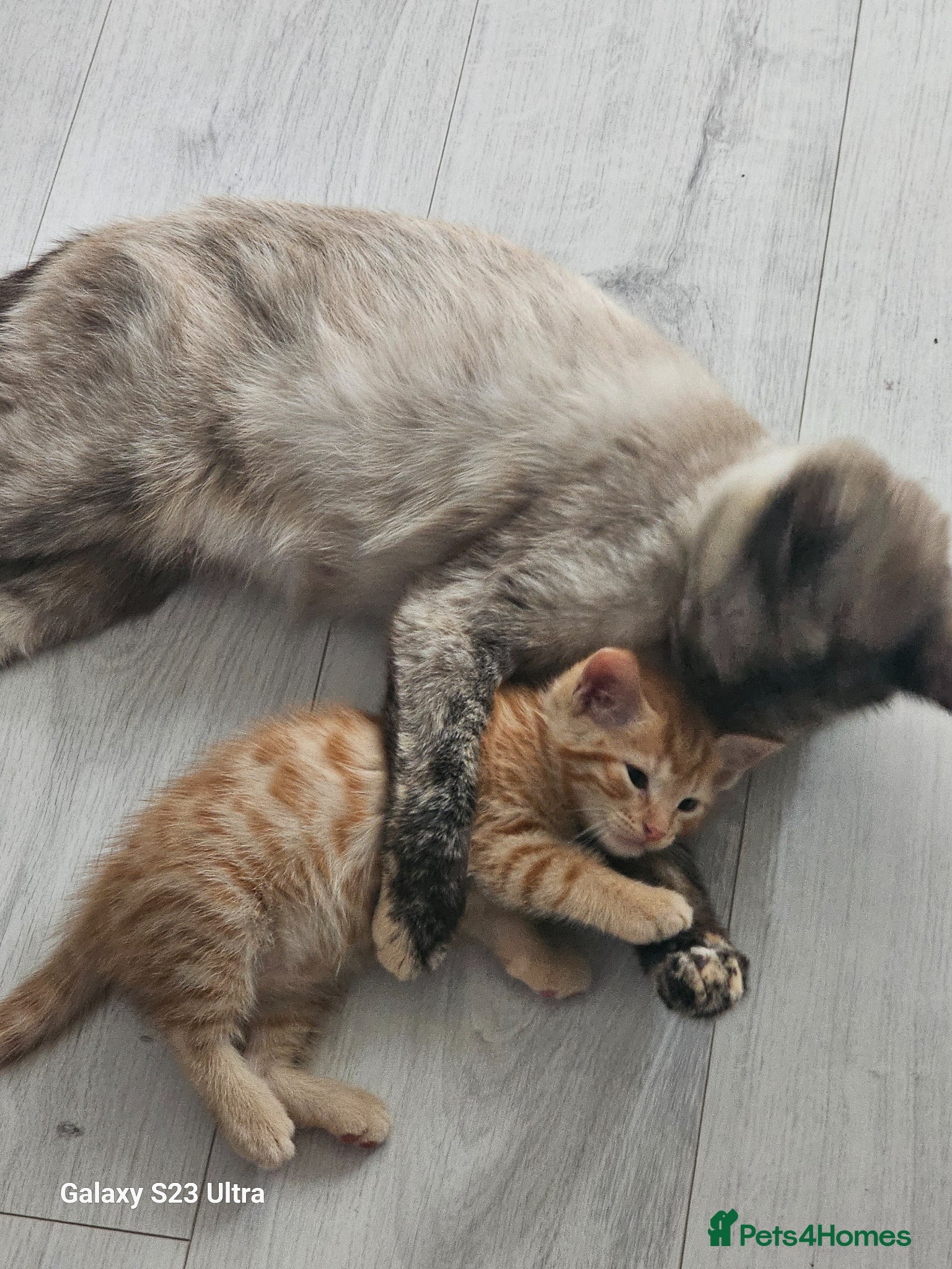 British Shorthair cats 2 kitens  - Advert 1