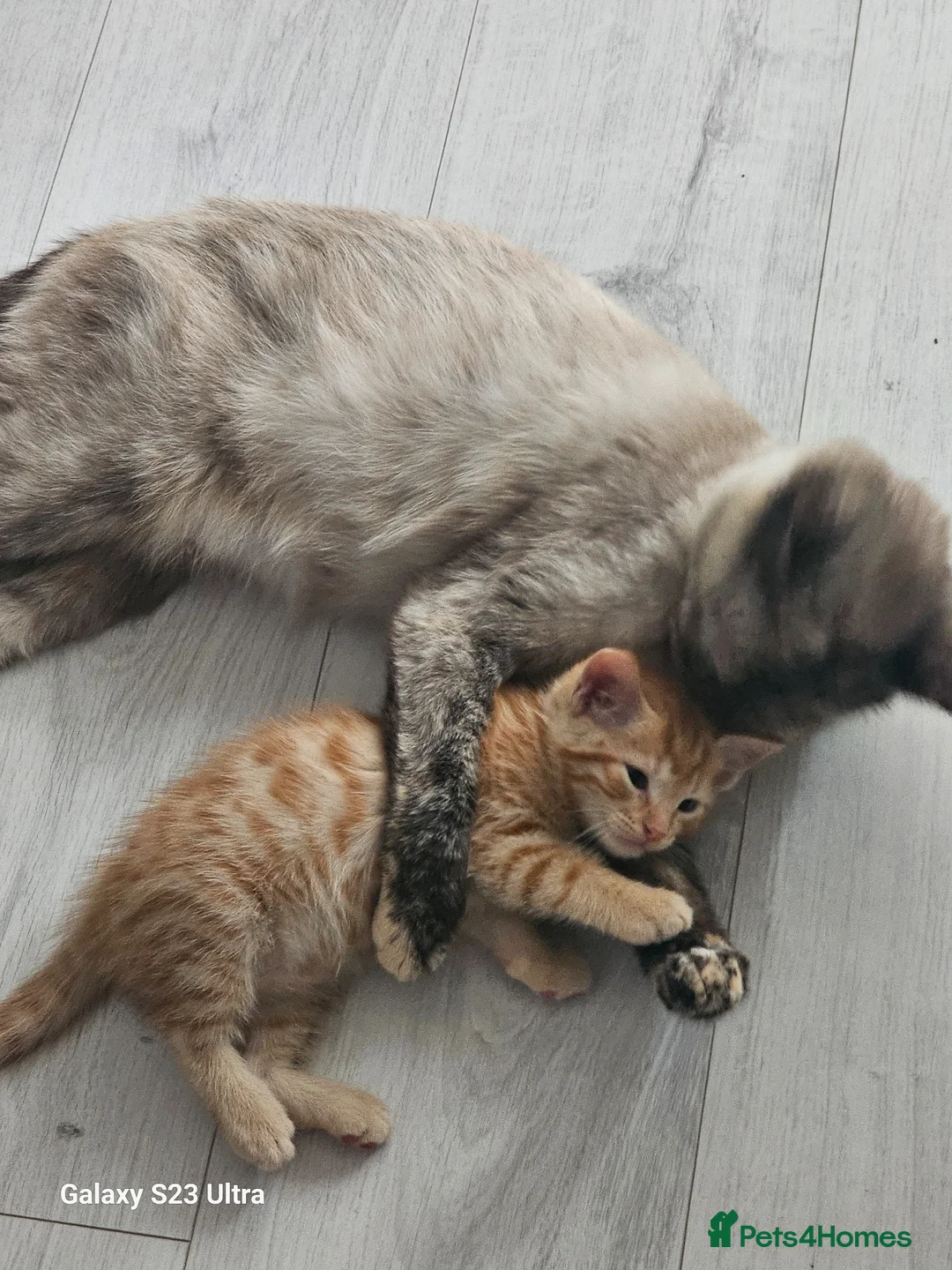 British Shorthair cats for sale: 2 kitens  - Advert 1