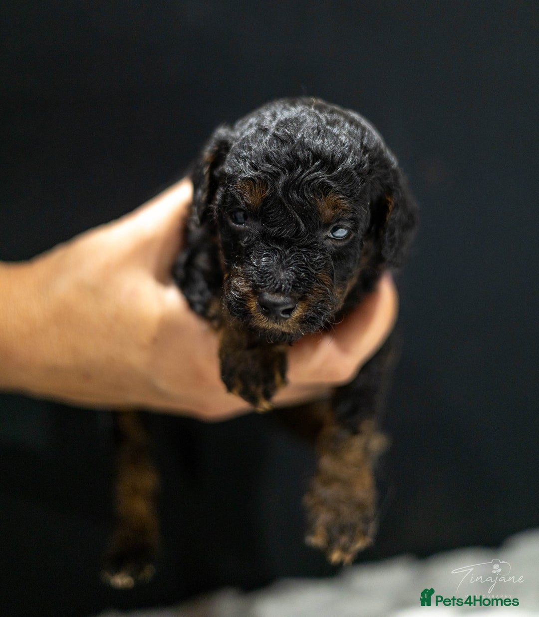 Goldendoodle dogs for sale: Mini Golden doodles - Advert 13